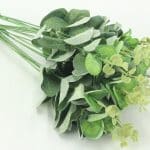 Eukalyptus zväzok x 4