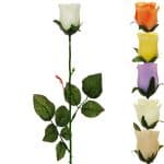 Ruža puk mix 2 farby 57 cm
