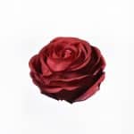 Ruža hlavička 9cm deep red