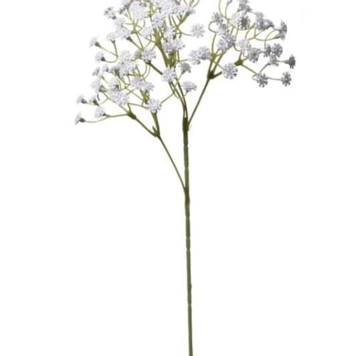 Gypsofila biela 50cm