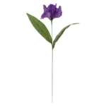 Kvet iris fialový 50cm