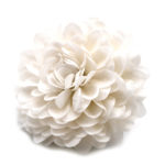 Mydlový kvet chryzantéma biela