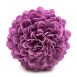 Mydlový kvet chryzantéma fialová