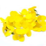 Mydlový kvet hortenzia žltá