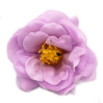 Mydlový kvet kamélia fialová