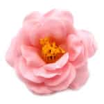Mydlový kvet kamélia ružová