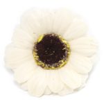 Mydlový kvet margarétka krémová