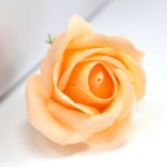 Mydlový kvet ruža broskyňová