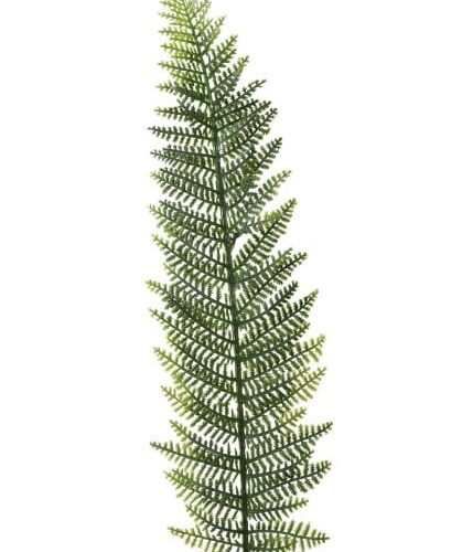 Papraď list 70cm