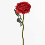 Ruža anglická červená 30cm
