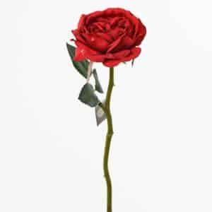 Ruža anglická červená 30cm