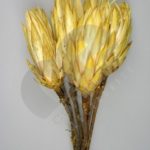 Sušina protea prírodná žltá 6ks